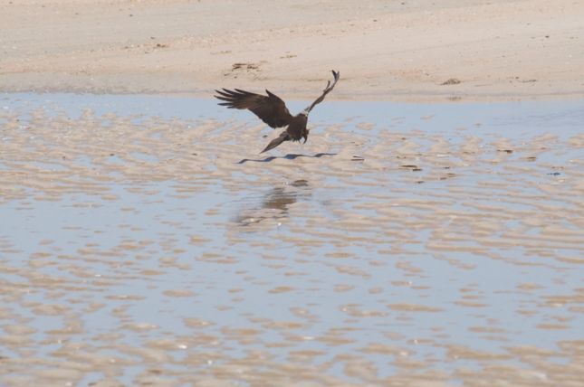 Donana_D300_2008-06-27_0007
