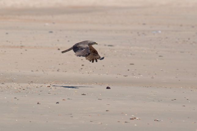 Donana_D300_2008-06-27_0013