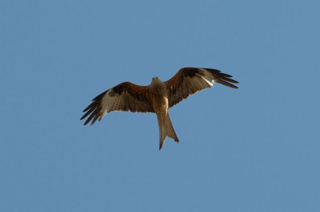 Donana_D300_2008-06-29_0090
