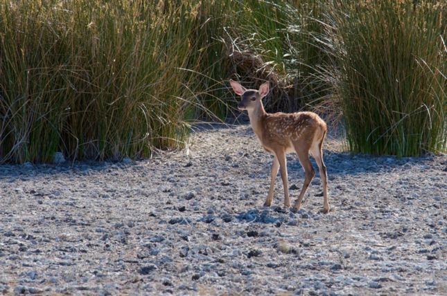 Donana_D300_2008-07-03_0305