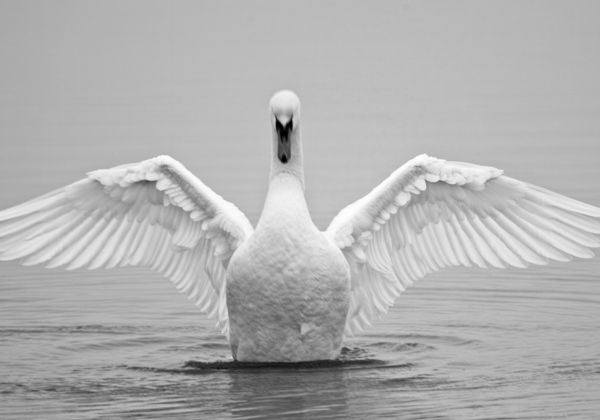 Birds Italy Birds Italy