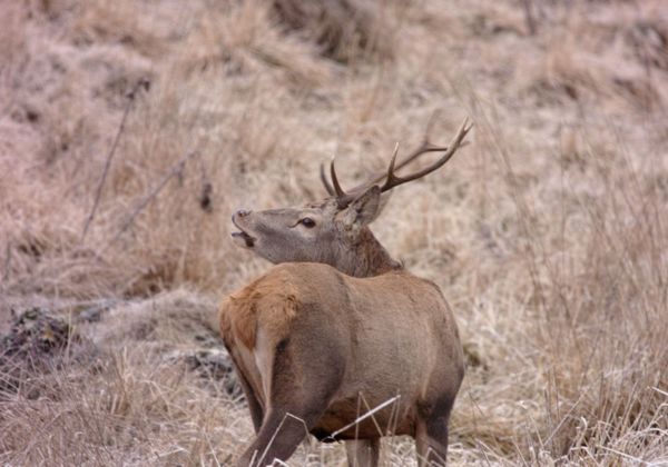 Wildlife Wildlife